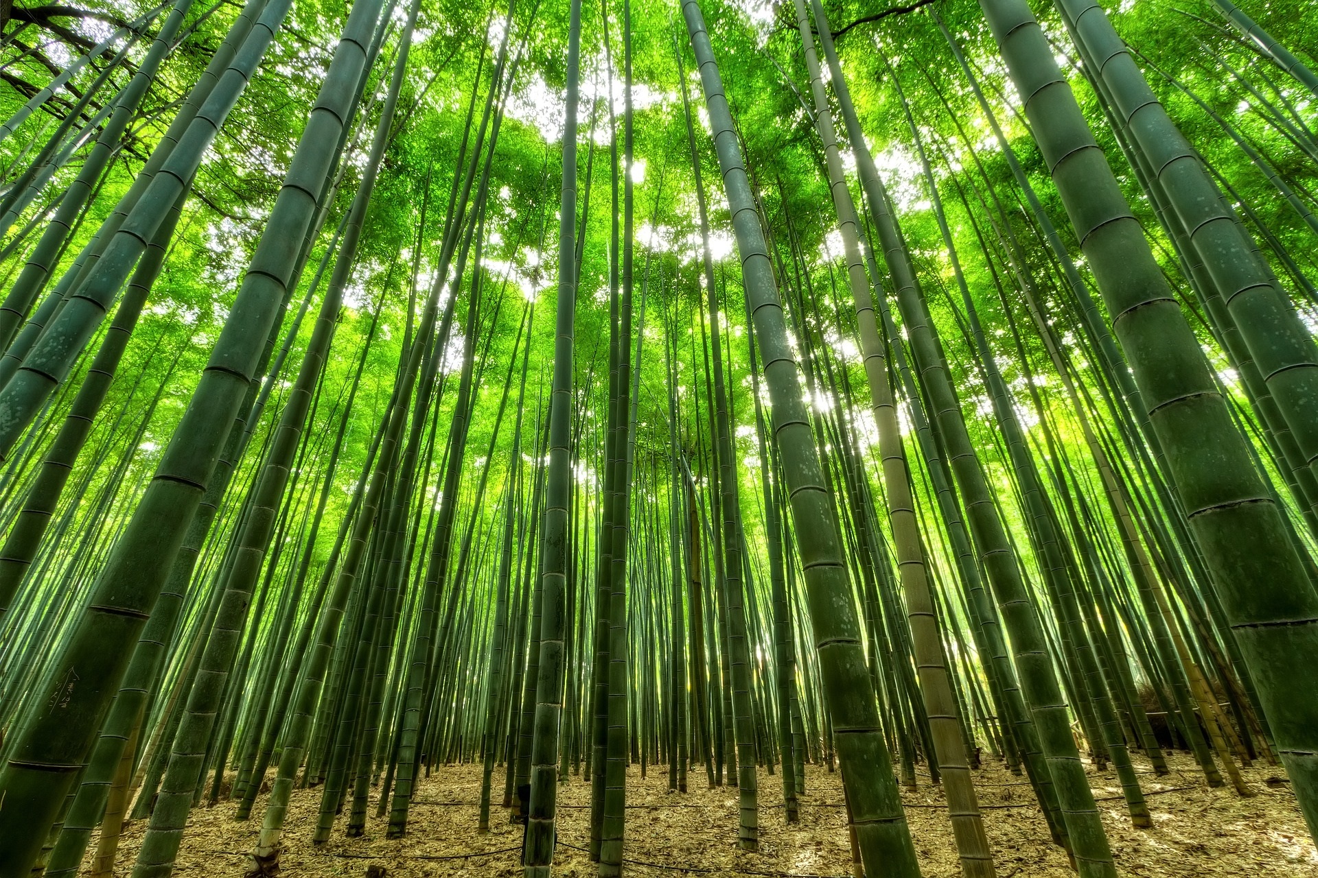 bamboo-1283976_1920_Nachhaltigkeit_pixabay